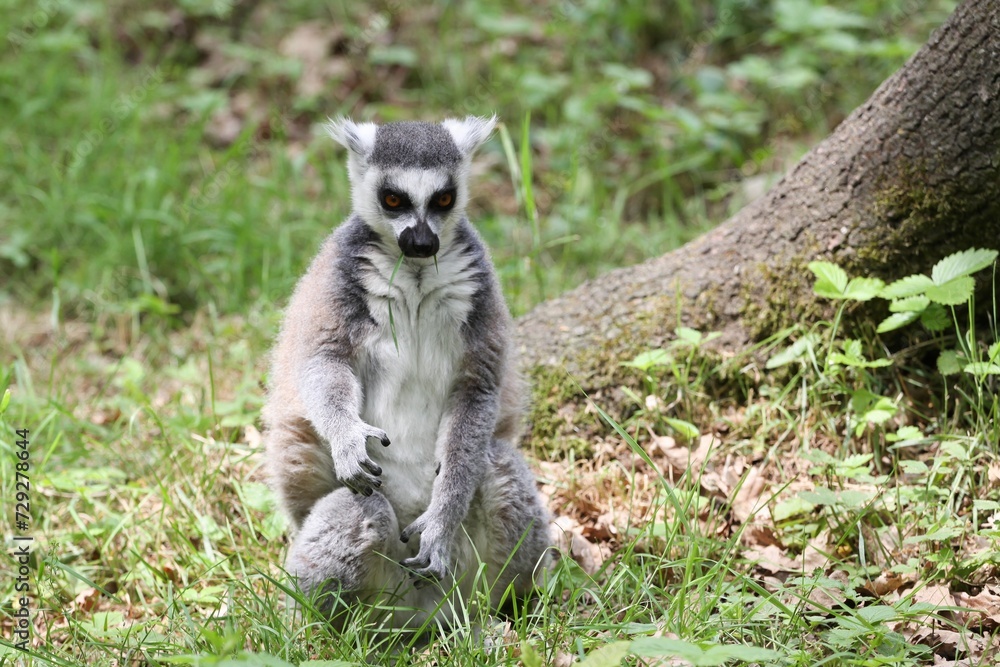 Fototapeta premium Lemur catta or ring-tailed lemur in the nature