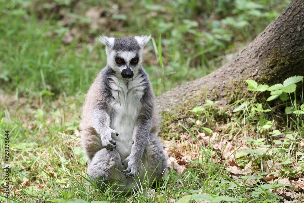 Ring-tailed lemur in nature	