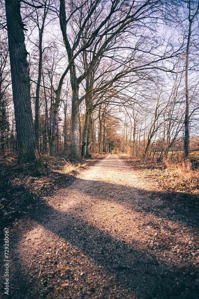 Obraz premium Waldweg im Sonnenlicht