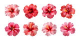 Collection of red and pink hibiscus flowers isolated on a transparent background, top view