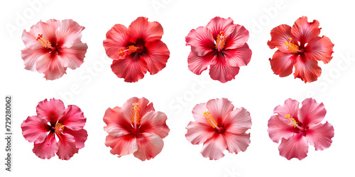 Collection of red and pink hibiscus flowers isolated on a transparent background, top view © degungpranasiwi