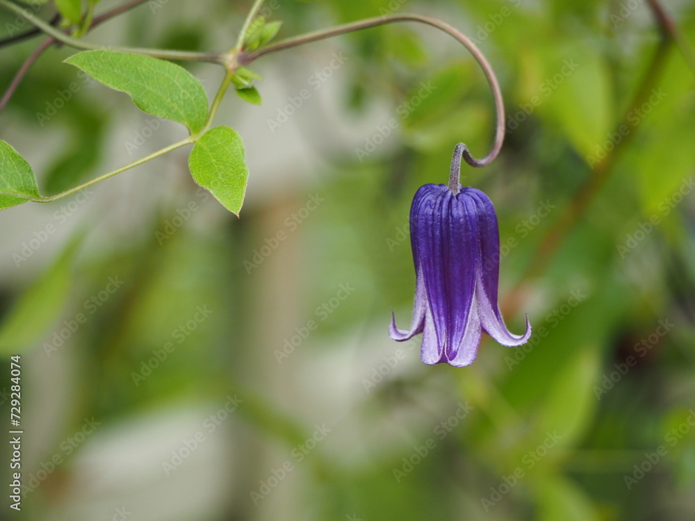 ベル型の花 クレマチス ロウグチ