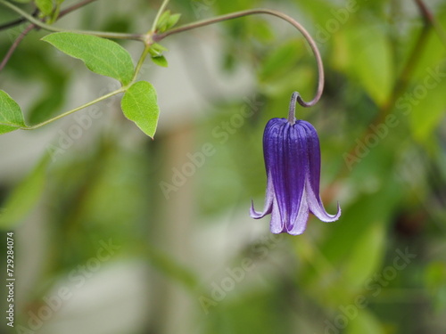 Obraz na płótnie ベル型の花 クレマチス ロウグチ w salonie