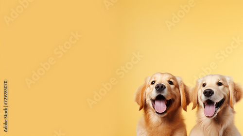 Two golden retriever siblings sharing a joyful moment on a yellow background