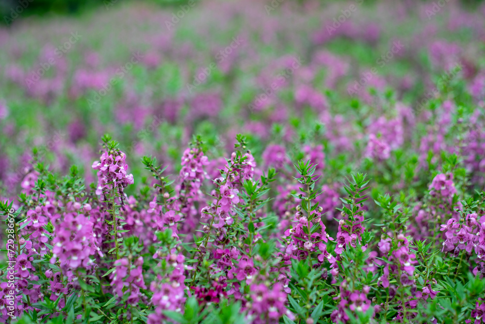 Naklejka premium Lavandula angustifolia bunch of flowers in bloom.Lavendel Lavandula angustifolia.Narrow-leaved lavender flowers (Lavandula angustifolia Mill)