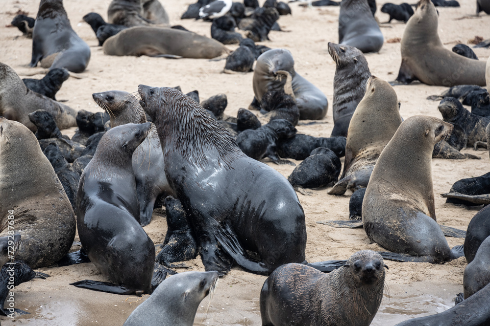 Fototapeta premium sea lions on the beach near the water on the Namibian coast of Swakopmund