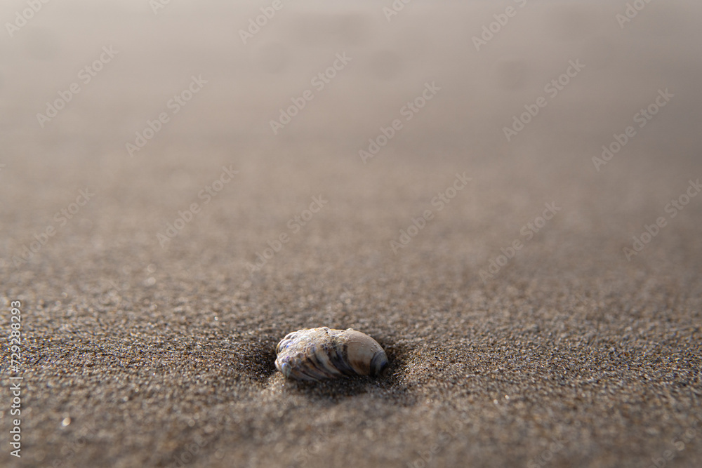 Seashells on the sandy shore