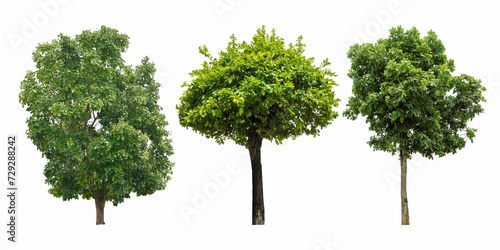 set of green trees isolated on a white background.