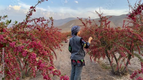 Woman walking in garden barberry fruit orchard local people farmer pick red ripe barberries in harvest season in Iran Khorasan countryside farm land flat field in mountain desert foothills afin town photo