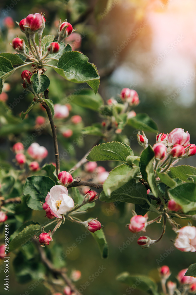 Blooming branches of apple tree on a background of blue sky, selective focus. Natural flowering background Blooming branches of apple tree on a background of blue sky, selective focus. Natural flowering background