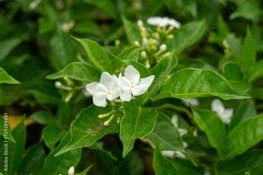 Tabernaemontana divaricata is an evergreen shrub or small tree native to South Asia, Southeast Asia and China,where Tabernaemontana divaricata is not hardy Tabernaemontana divaricata is grown Tabernaemontana divaricata is an evergreen shrub or small tree native to South Asia, Southeast Asia and China,where Tabernaemontana divaricata is not hardy Tabernaemontana divaricata is grown