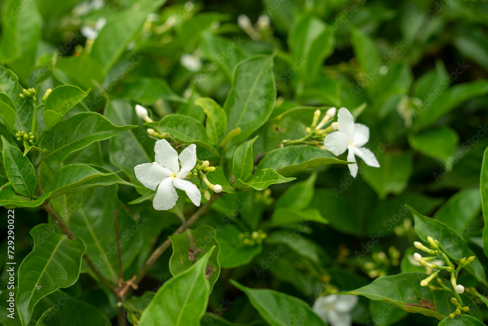 Tabernaemontana divaricata is an evergreen shrub or small tree native to South Asia, Southeast Asia and China,where Tabernaemontana divaricata is not hardy Tabernaemontana divaricata is grown Tabernaemontana divaricata is an evergreen shrub or small tree native to South Asia, Southeast Asia and China,where Tabernaemontana divaricata is not hardy Tabernaemontana divaricata is grown