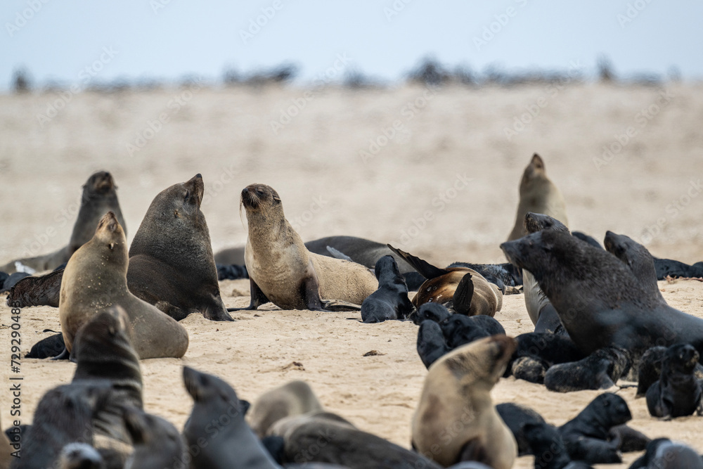 Fototapeta premium sea lions on the beach near the water on the Namibian coast of Swakopmund