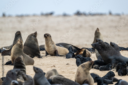 sea lions on the beach near the water on the Namibian coast of Swakopmund