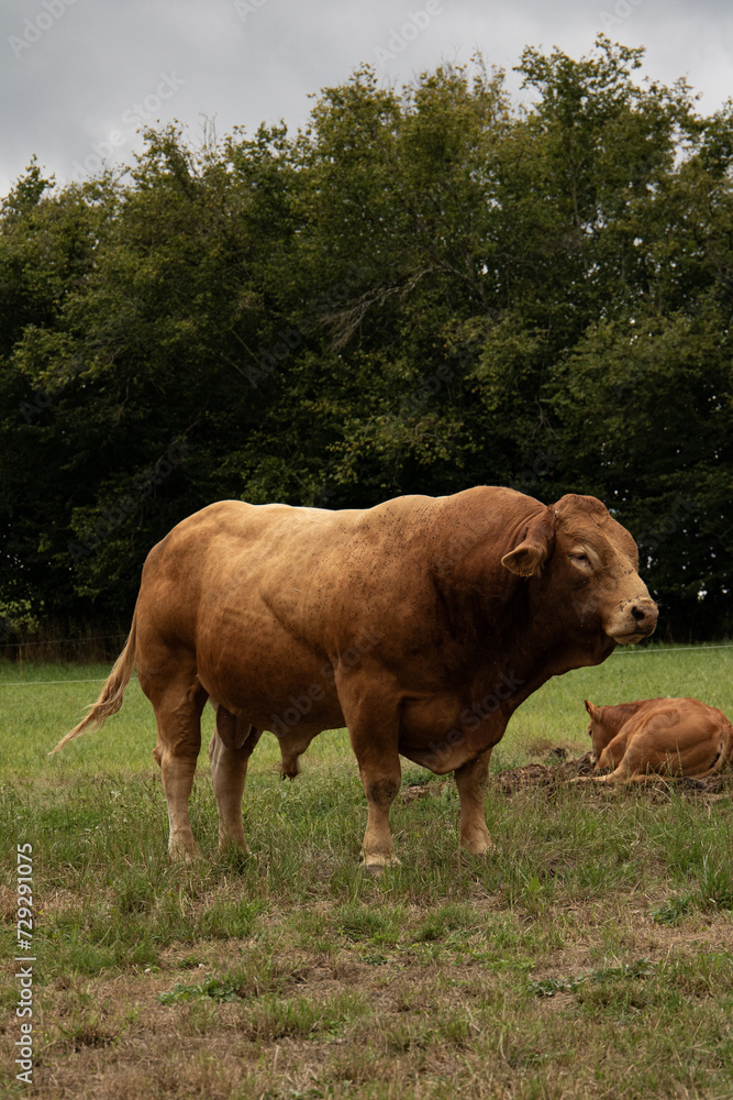 Fototapeta premium Boeuf maron champ
