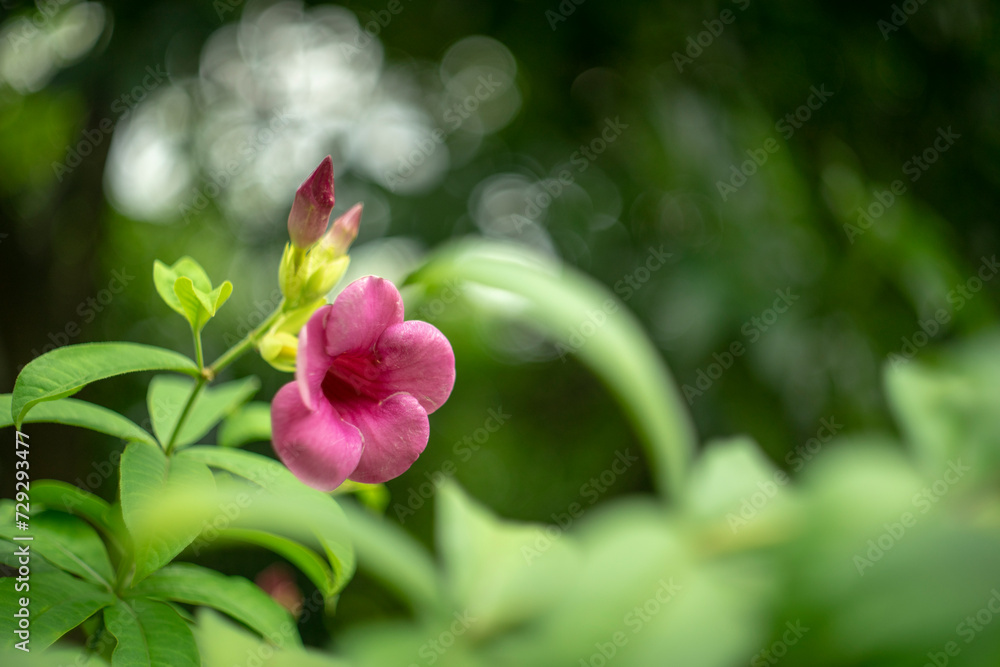 Allamanda blanchetii is a species of flowering plant in the La po ma family. Allamanda blanchetii bring good luck, fortune and positive energy. Allamanda blanchetii is a species of flowering plant in the La po ma family. Allamanda blanchetii bring good luck, fortune and positive energy.