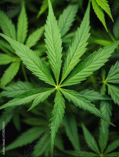 Photo Of Green Marijuana Leaves Background