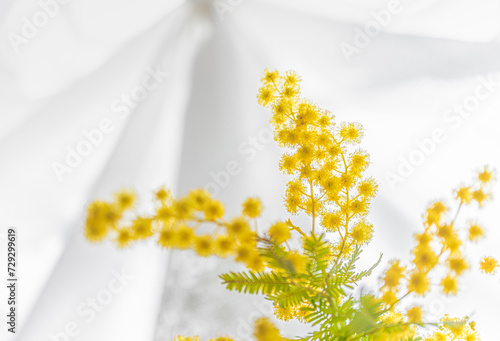 ミモザの黄色い花（背景白いレースのカーテン） © Koji