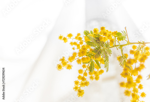 ミモザの黄色い花（背景白いレースのカーテン） © Koji