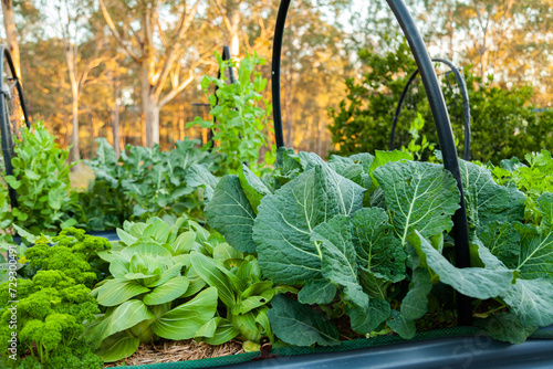 Fresh green veggies growing in above ground garden photo