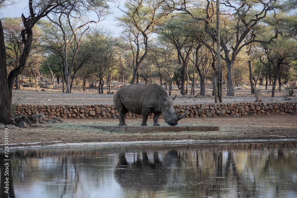 Fototapeta premium giant black rhinoceroses in their natural environment in a national park in Kenya