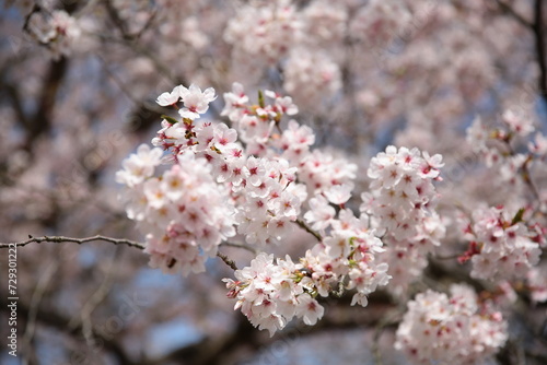 撮って出しの桜