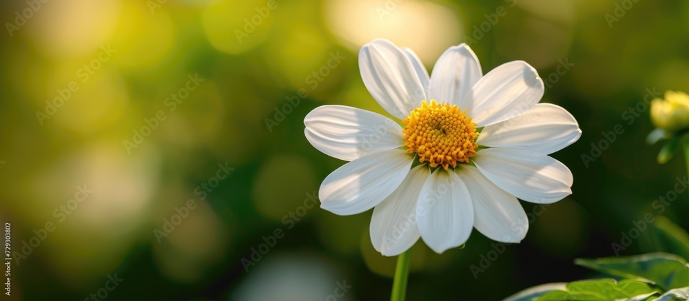Irresistible charm of a white flower with a yellow heart, a tiny dancer in the wind, spreading happiness. #flowerpower #naturelovers #gardenjoy Irresistible charm of a white flower with a yellow heart, a tiny dancer in the wind, spreading happiness. #flowerpower #naturelovers #gardenjoy