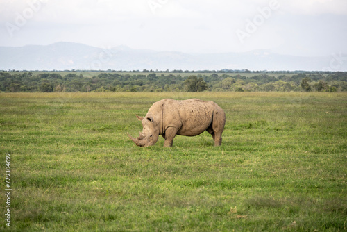 giant black rhinoceroses in their natural environment in a national park in Kenya
