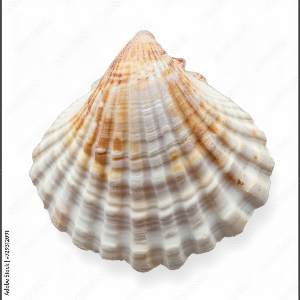 Sea shell isolated on white background, top view, clipping path. Sea shell isolated on white background, top view, clipping path.