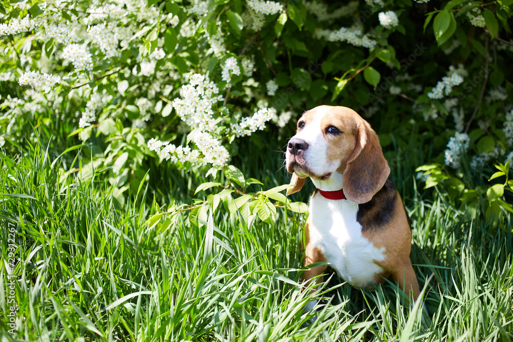 A  beagle dog  in the green grass by a flowering bird cherry bush. A spring postcard with a pet