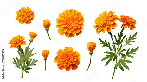 Marigold Collection: Beautiful Flowers, Buds, and Leaves on Transparent Background for Perfume and Garden Design - Top View PNG Digital Art 3D © Spear