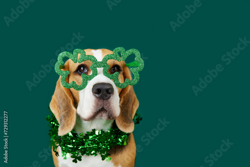 A funny beagle dog in a carnival costume for the Irish holiday of St. Patrick's Day. The dog dressed up in a necklace and glasses with a shamrock on a green isolated background. The concept of humaniz photo