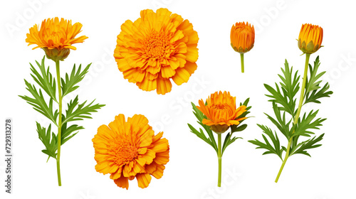 Marigold Collection: Beautiful Flowers, Buds, and Leaves on Transparent Background for Perfume and Garden Design - Top View PNG Digital Art 3D