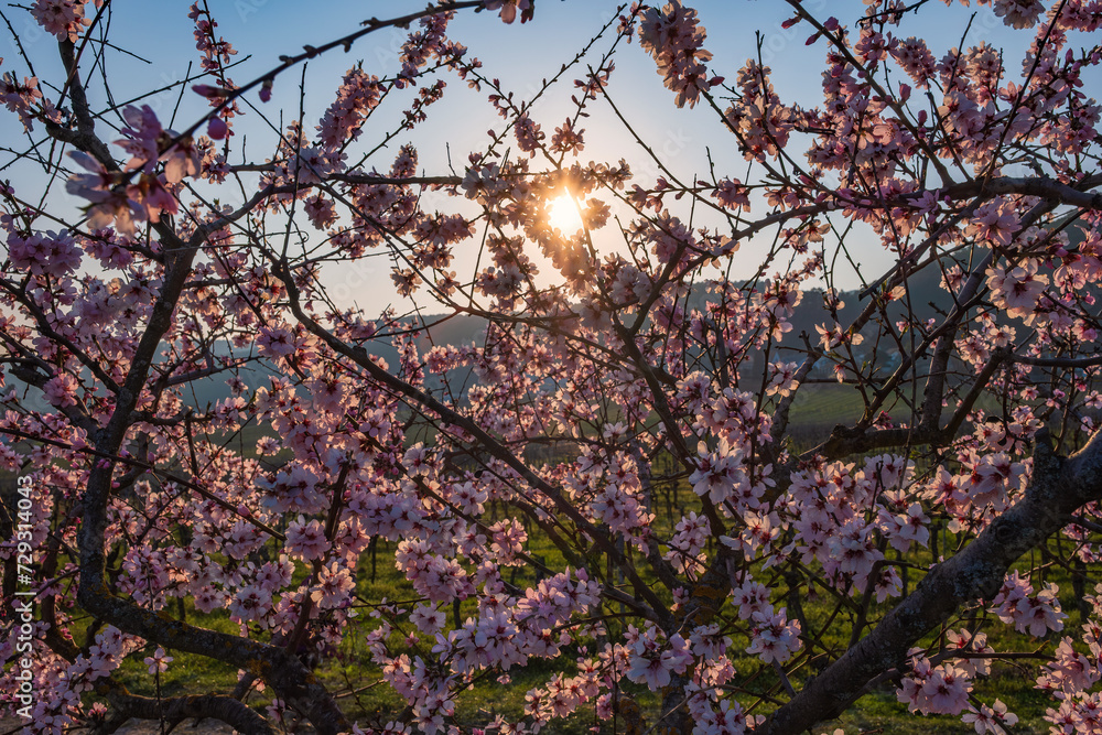 Blooming almond tree in the Palatinate near Gimmeldingen/Germany in backlight