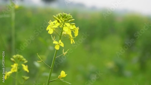 Mustard plant