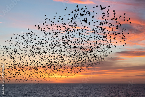 Starling murmuration against sunset sky near Brighton Palace Pier