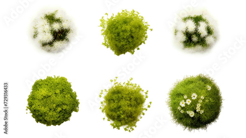 Moss Rose Collection: Botanical Beauty for Garden Designs & Perfume Creations in Transparent Isolation - Elegant Floral Elements in 3D Digital Art