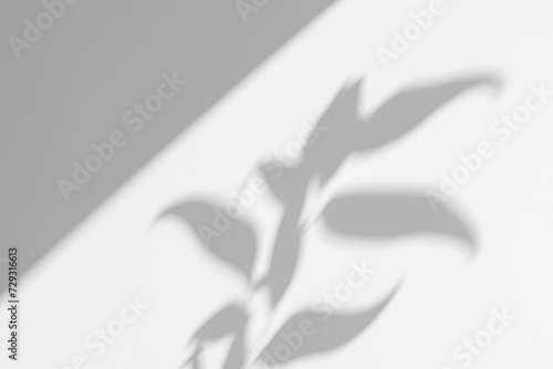 Plants Window Shasdow Overlay Mask on the Wall