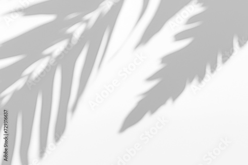 Transparent Tree Plant Branch Shadow Overlay