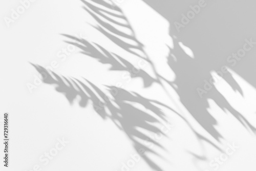Palm Shadow Silhouette Form Shadow Overlay