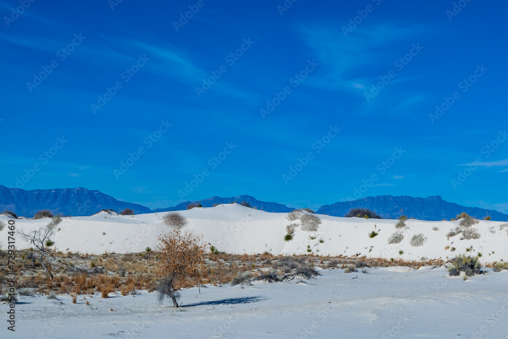 Yuccas and drought-resistant desert vegetation on white gypsum sands in White sands National Monument, New Mexico