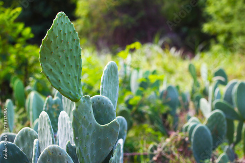 Cactos Palma Forrageira photo