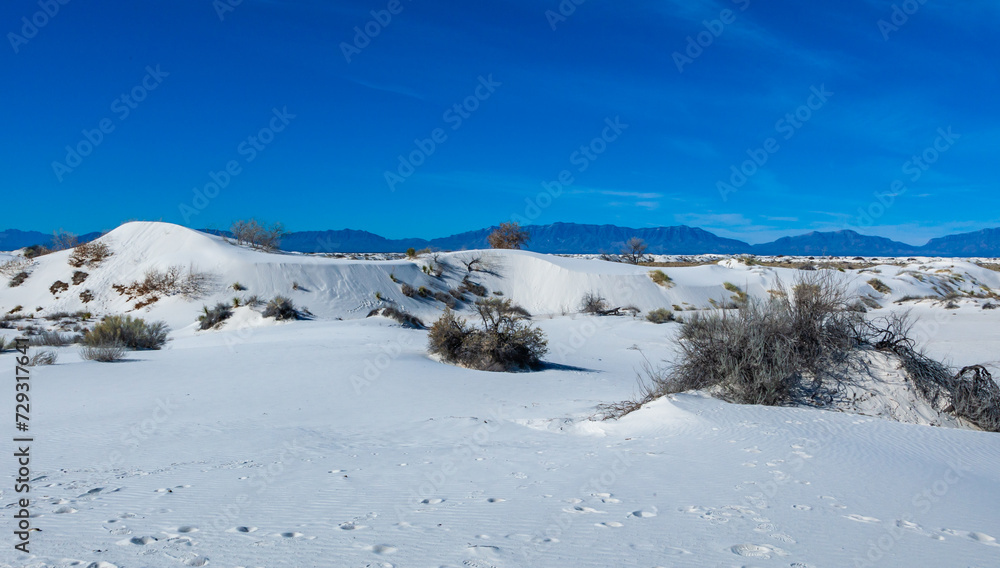 Yuccas and drought-resistant desert vegetation on white gypsum sands in White sands National Monument, New Mexico Yuccas and drought-resistant desert vegetation on white gypsum sands in White sands National Monument, New Mexico