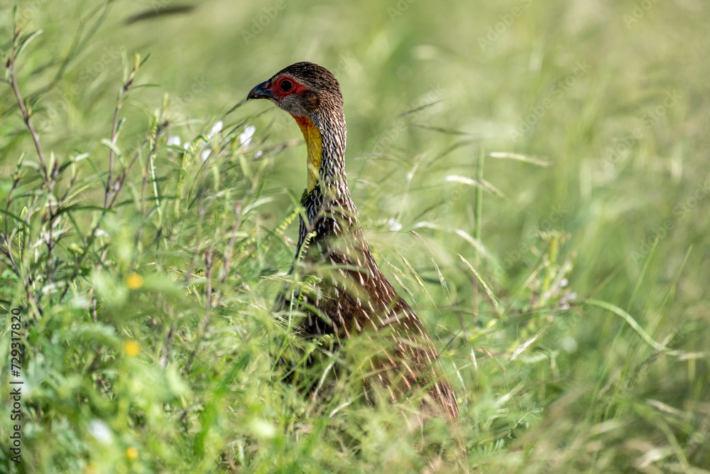 Pternistis bird in natural conditions sitting on a hill on a summer day in Kenya Pternistis bird in natural conditions sitting on a hill on a summer day in Kenya