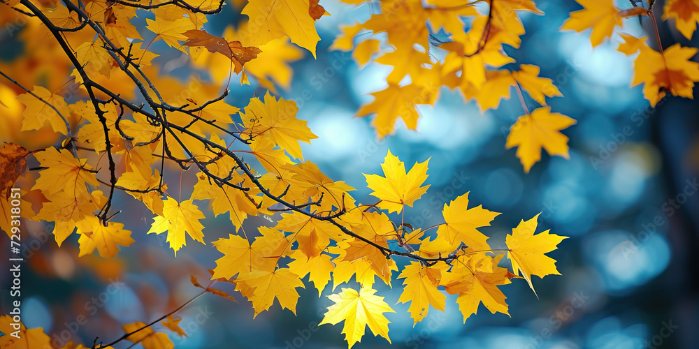 Yellow Autumn Foliage: Yellow Maple Leaves on Tree Branches, Perfect for a Fall Background Yellow Autumn Foliage: Yellow Maple Leaves on Tree Branches, Perfect for a Fall Background