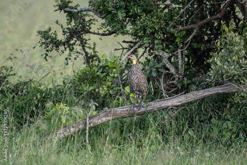 Pternistis bird in natural conditions sitting on a hill on a summer day in Kenya
