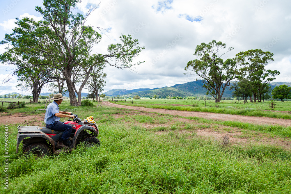 farmer on four wheeler riding through farm paddock farmer on four wheeler riding through farm paddock