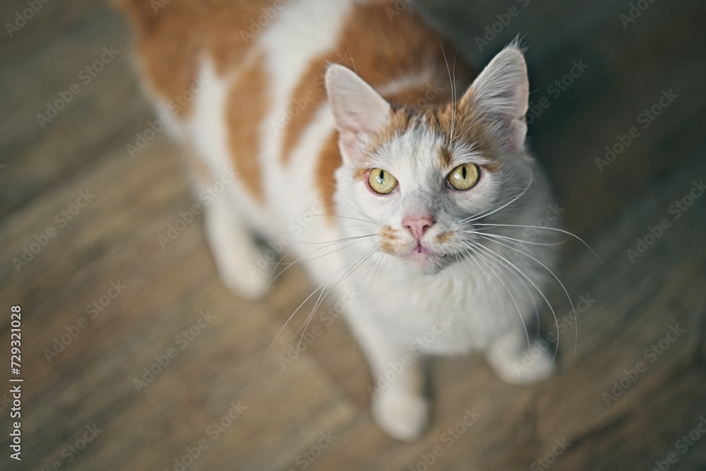 Cute tabby cat on the floor looks up at the camera. Horizontal image with soft focus.