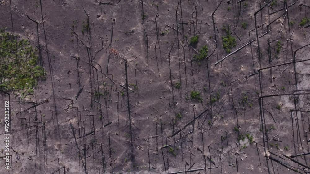 Remains of burnt dead trees after a long season of forest fires in British Columbia Canada, the trees once alive and green now lie barren and scorched. Remains of burnt dead trees after a long season of forest fires in British Columbia Canada, the trees once alive and green now lie barren and scorched.