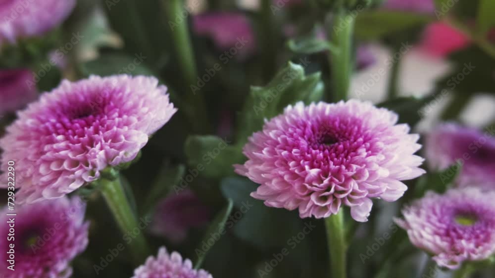 Panning with florist daisy flower (Chrysanthemum morifolium, Dendranthema grandiflorum, hardy garden mum) Panning with florist daisy flower (Chrysanthemum morifolium, Dendranthema grandiflorum, hardy garden mum)